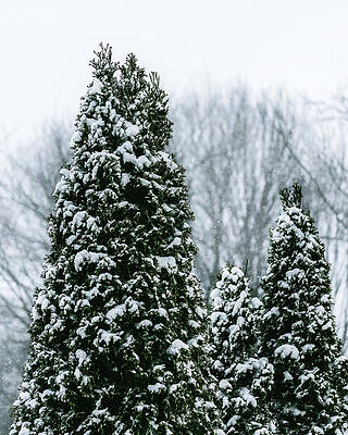 Landscape Photograph - Snow Pine by Rich Kovach