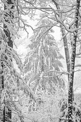 Photograph - Snow Pine by Steven Nelson