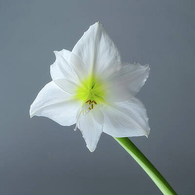 White Lily on Gray Background Wall Art