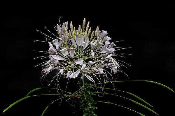 Flower Photograph - Snow White Spider Landscape by Tim Lyden