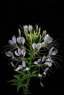 Flower Photograph - Snow White Spider Portrait by Tim Lyden