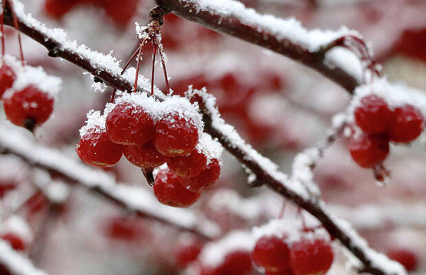 Photograph - Snowcovered Crabapples by Robert Allen Hill