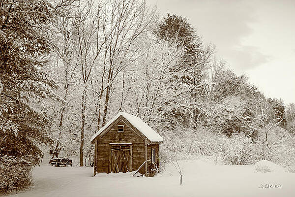 Tree Photograph - Snowed In by Jim Carlen