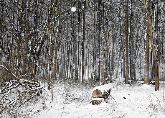 Winter Wall Art featuring the photograph Snowfall In The Woods by Dave King