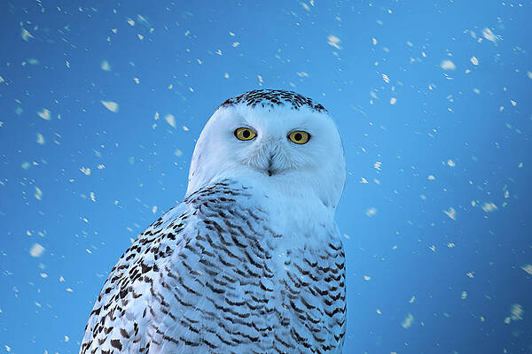 Beautiful Wall Art featuring the photograph Snowfall by James Overesch