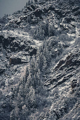 Moody Photograph - Snowfall Stillness - Big Cottonwood Canyon, Utah - Vertical by Abbie Warnock
