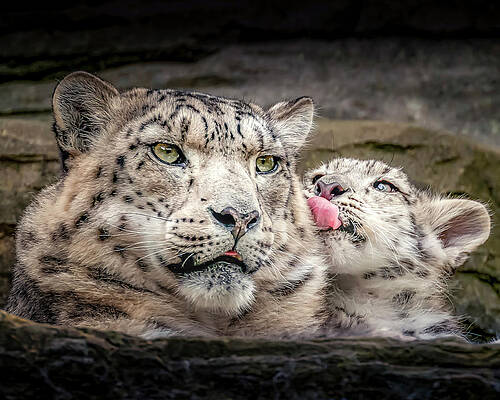 Landscape Photograph - SnowLeopardLove by Chris Boulton