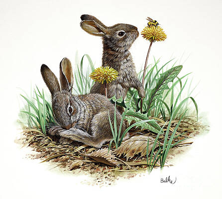 Snowshoe Hare Print