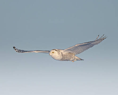 Large Photograph - Snowy Angel by James Overesch