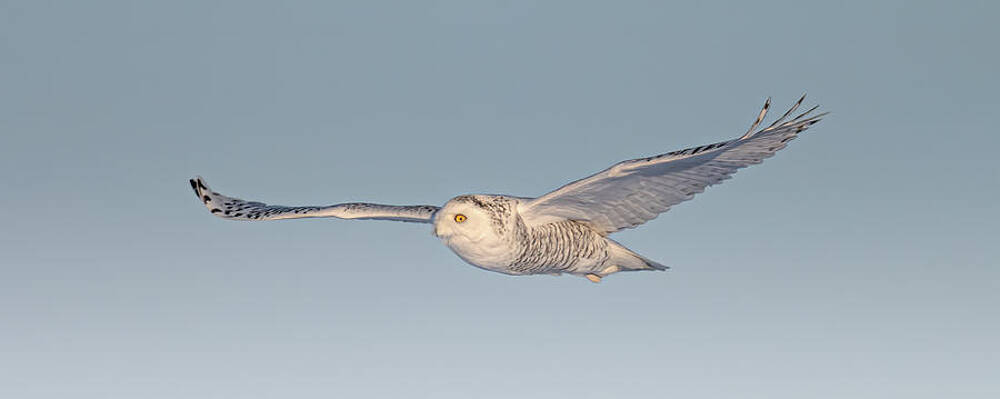 Large Photograph - Snowy Angel Panoramic by James Overesch