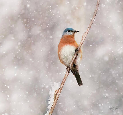Appalachia Wall Art featuring the photograph Snowy Blues by Theresa D Williams Smoky Mountains