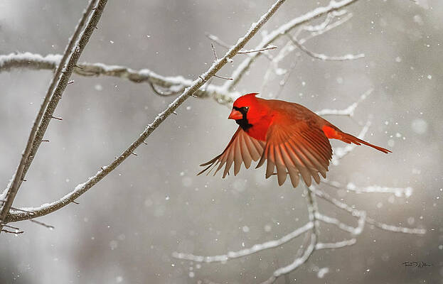 Appalachia Wall Art featuring the photograph Snowy Cardinal by Theresa D Williams Smoky Mountains