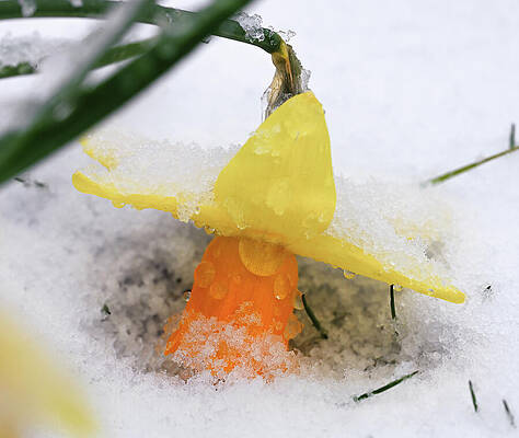 Photograph - Snowy Daffodil by Steven Nelson