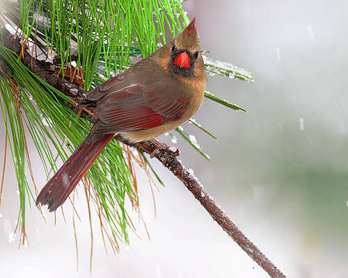 Wall Art featuring the photograph Snowy Day by Jim E Johnson