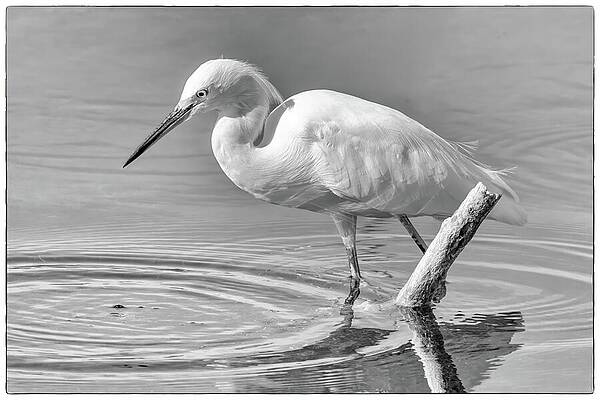 Wall Art featuring the photograph Snowy Egret 132B by Sally Fuller