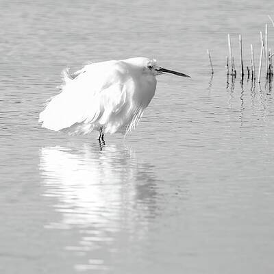 Wall Art featuring the photograph Snowy-Egret 147A by Sally Fuller