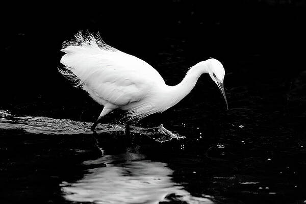 Wall Art featuring the photograph Snowy Egret 153B by Sally Fuller