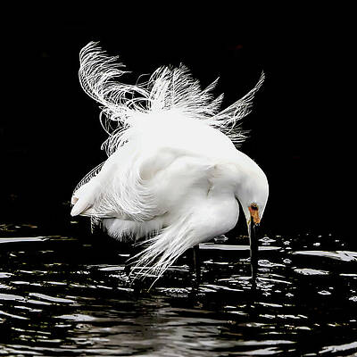 Graceful Egret in Water Wall Art