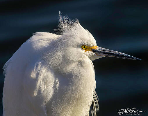 Snowy Egret at Sunset Photograph