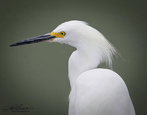 Beak Photograph - Snowy Egret Close-up by Joe Fisher