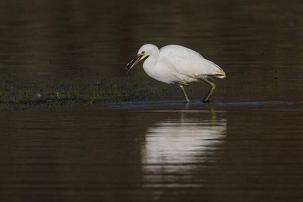 California Wall Art featuring the photograph Snowy Egret Foraging - Lassen County California by Mike Lee