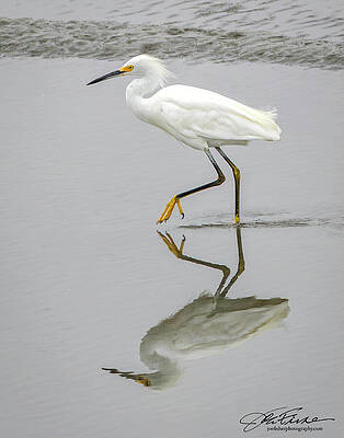Wall Art featuring the photograph Snowy Egret, High Steppin' At Low Tide by Joe Fisher