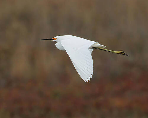 Wing Photograph - Snowy Egret In Flight by Joe Fisher