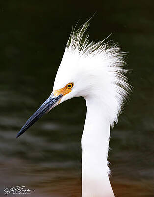 Regal White Heron by the Water Wall Art