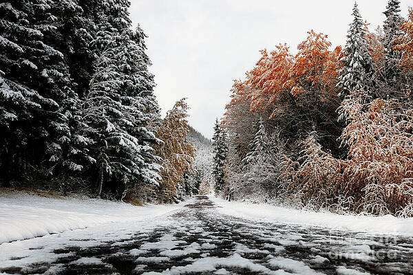 Snowy Forest Path in Autumn Wall Art