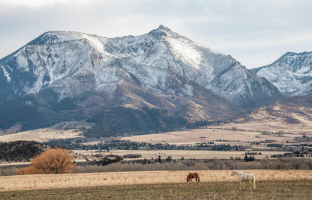 Snowy Mountain with Grazing Horses Wall Art