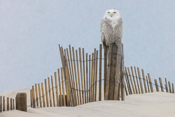 Wall Art featuring the photograph Snowy Owl On Snow Fence by Susan Candelario
