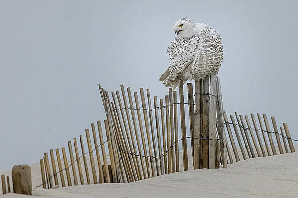 Wall Art featuring the photograph Snowy Owl Preening by Susan Candelario
