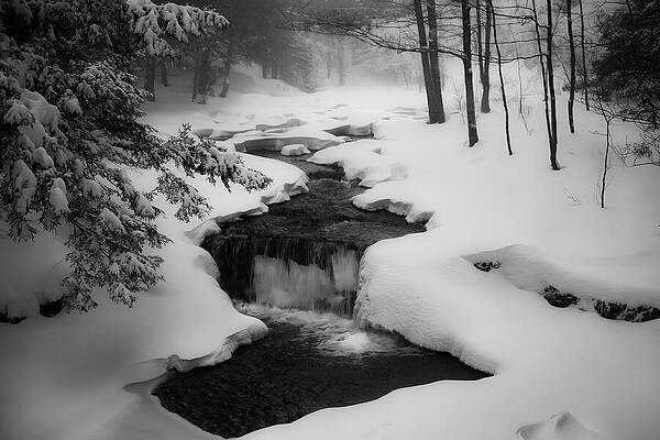 Tree Photograph - Snowy River by Dodie Ross