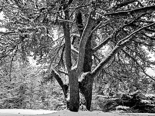 Tree Wall Art featuring the photograph Snowy Tree by Vi Ray