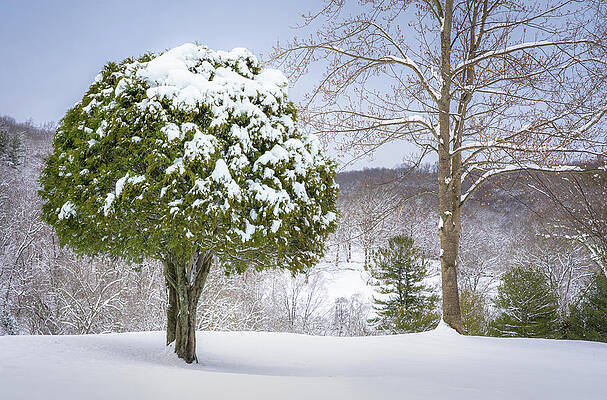 Winter Wall Art featuring the photograph Snowy Trees by Dave King