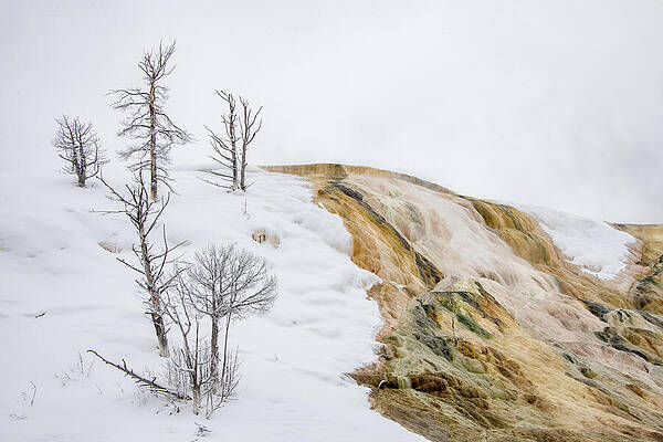 Snowy Yellowstone Landscapes Wall Art