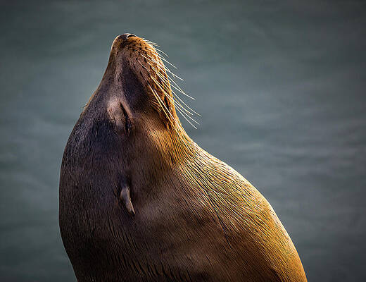 California Wall Art featuring the photograph Soak Up The Sun by Tim Lyden