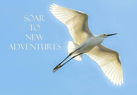Wall Art featuring the photograph Soar To New Adventures by Rebecca Herranen