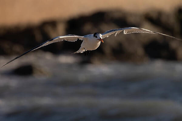 Florida Photograph - Soaring At The Shore by RD Allen