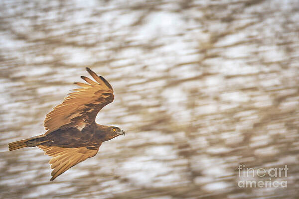 Soaring Bird in Flight Photograph