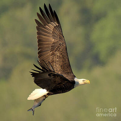 Wall Art featuring the photograph Soaring By The Treeline Square by Adam Jewell