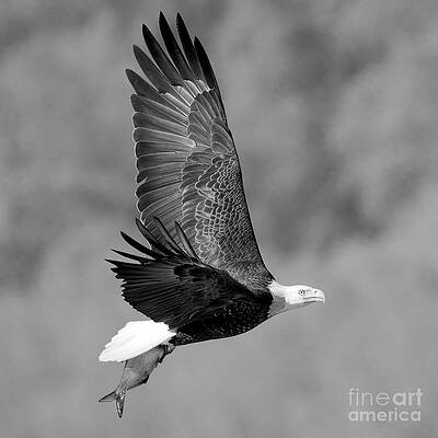 Wall Art featuring the photograph Soaring By The Treeline Square Black And White by Adam Jewell