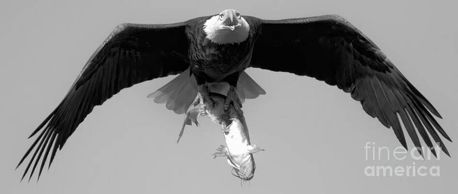 Wall Art featuring the photograph Soaring Eagle With A Giant Catfish Black And White by Adam Jewell