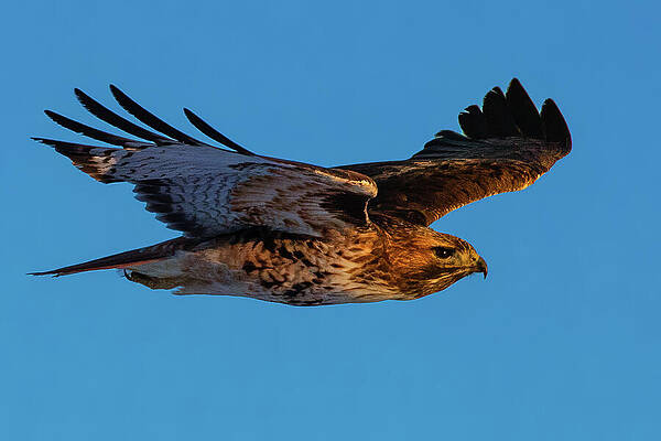 American Wall Art featuring the photograph Soaring Free by Mike Lee
