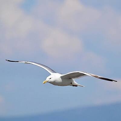 Wall Art featuring the photograph Soaring In Blue Skies by Harry Banks