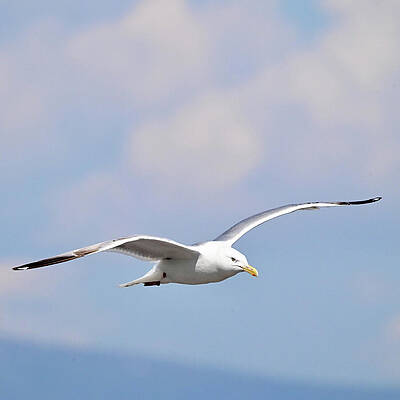 Wall Art featuring the photograph Soaring Right by Harry Banks