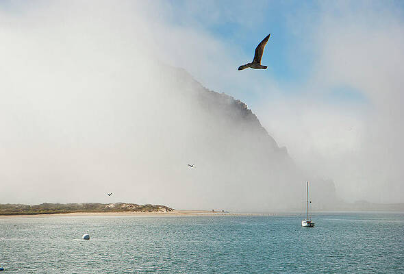 Wall Art featuring the photograph Soaring Through The Mist by Gina Cinardo