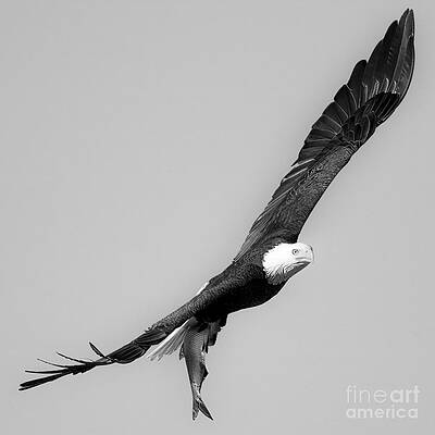 Wall Art featuring the photograph Soaring Wtih Sushi Black And White by Adam Jewell