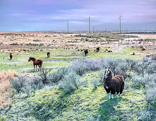 Summer Photograph - Social Distancing by Macro Abundance