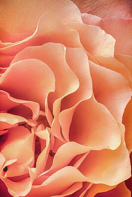 Flower Wall Art featuring the photograph Soft And Dreamy by Elvira Peretsman